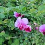 Lathyrus latifoliusফুল