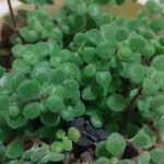 Crassula expansa ഇല