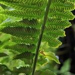 Asplenium harpeodes Fruto