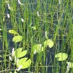 Eleocharis dulcis Хабит
