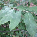 Castanea pumila Leaf