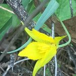 Calochortus monophyllus Цветок