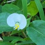 Commelina erectaCvet