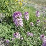 Cleome serrulata फूल