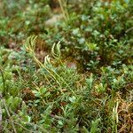 Lycopodium complanatum Flors