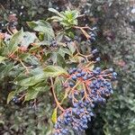 Viburnum rigidum Fruit