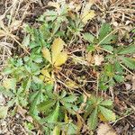 Potentilla reptans ശീലം