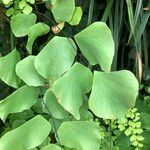Adiantum peruvianum 葉