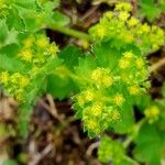 Alchemilla monticola 花