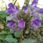 Prunella hastifolia Fula