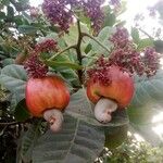 Anacardium occidentale Φρούτο