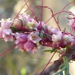 Cuscuta europaea Blomma