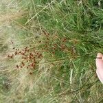 Juncus acutiflorus Flower