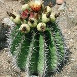 Ferocactus herrerae Frutto
