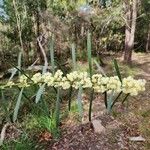 Acacia suaveolens Цветок