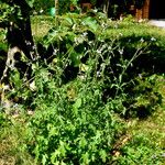 Verbena officinalis Elinympäristö