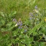 Cynoglottis barrelieri Blodyn