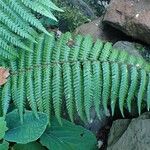 Dryopteris wallichiana ശീലം