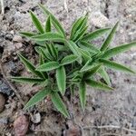 Lupinus texensis Ліст