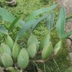 Bulbophyllum resupinatum Hoja