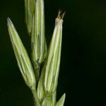 Carminatia tenuiflora