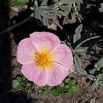 Helianthemum apenninum Flower