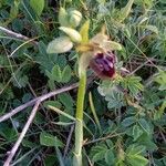 Ophrys sphegodes Flor