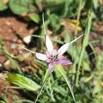Geropogon hybridus Квітка