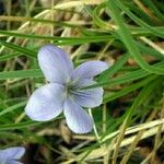 Viola pumila Цвят