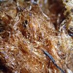 Dryopteris pentheri Sonstige