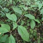 Cornus racemosa Blad