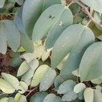 Bauhinia ungulata Leaf