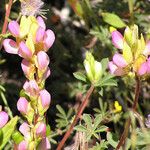 Lupinus stiversii 花