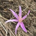 Colchicum bulbocodium Muu