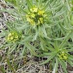 Lithospermum ruderale Leaf