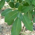 Tabebuia pallida Blatt