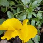 Viola eugeniae പുഷ്പം