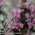 Saxifraga media Floare