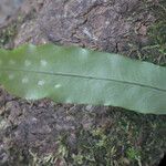 Lepisorus excavatus Leaf