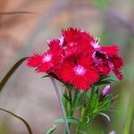 Dianthus barbatus Beste bat