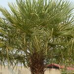 Copernicia alba Hoja