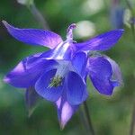 Aquilegia vulgarisFlor