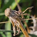 Taraxacum obovatum Meyve