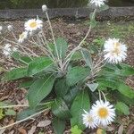 Pachystegia insignis Blüte