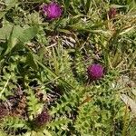 Cirsium acaule Liść