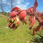 Beschorneria yuccoides Floare
