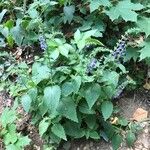 Scutellaria altissima Συνήθη χαρακτηριστικά