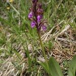 Orchis spitzelii आदत