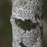 Vepris lanceolata Ŝelo