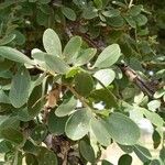 Boscia albitrunca Yaprak
